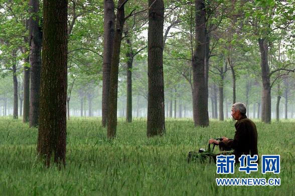 (新华网)(2)泡桐:改变兰考命运的“传奇神树”