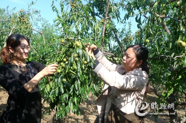 2 庙上福,雁来红,甘冽冰糖醉枣农。春花秋实人间梦,有志者,事竟成.jpg
