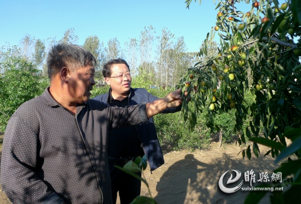 5 绿如玉,亮如晶,硕果累累致富经。惠民政策是甘露,点点滴滴润三农。图为睢县平岗镇党委书记万振涛(右)与冬枣基地主人刘勤亭探讨全镇冬枣种植业发展问题.jpg