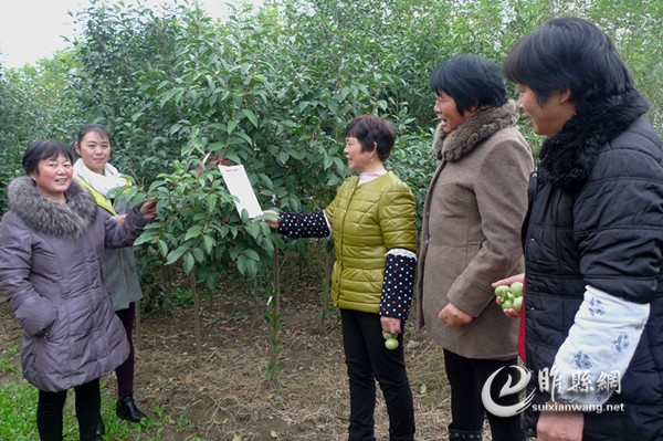 5 冬叶青,夏芳芬,美化环境滞烟尘,大叶女贞四季春。做女人,秀女贞,有志就当新农民。梦根扎进黄土地,一样蕙质和兰心。(图为周堂镇徐营村农广校学员在富国农场观赏大叶女贞树)_副本.jpg