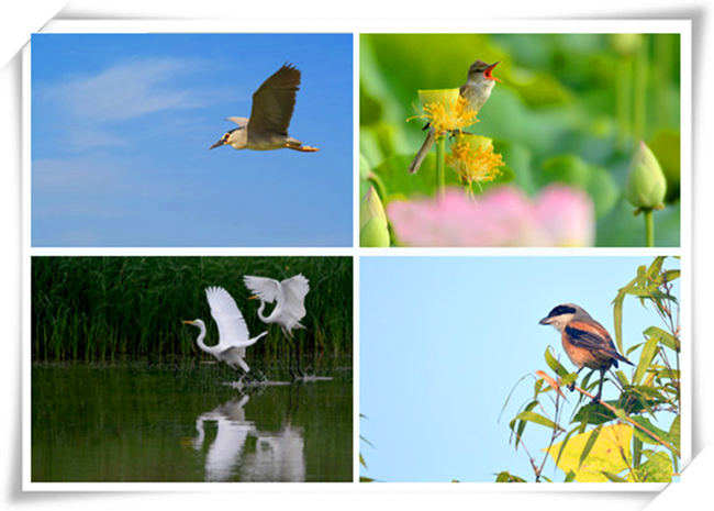 e81529435c18da2ad687f84fdd98c4f6_副本.png