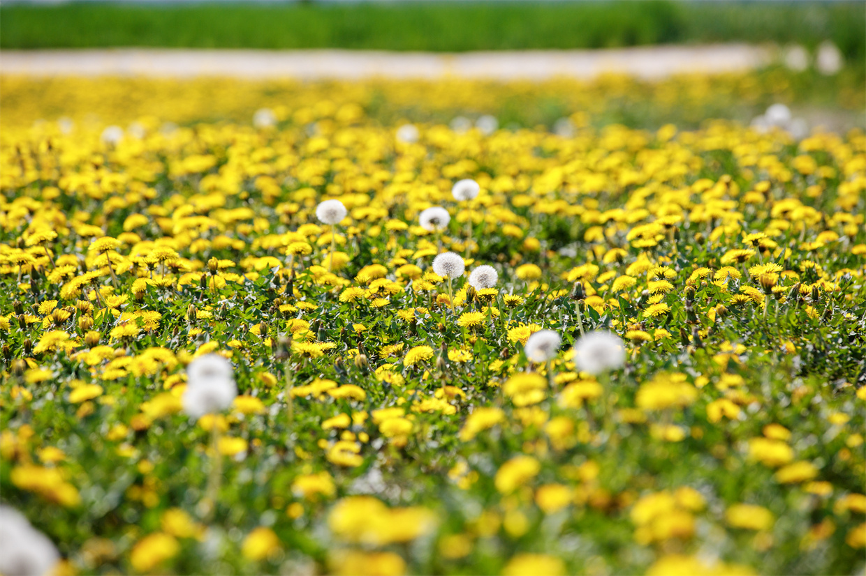 ������أ��ѹ�Ӣʢ����ء���