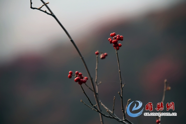 红豆.jpg